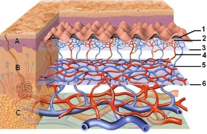 Figure 7 : la vascularisation cutanée  