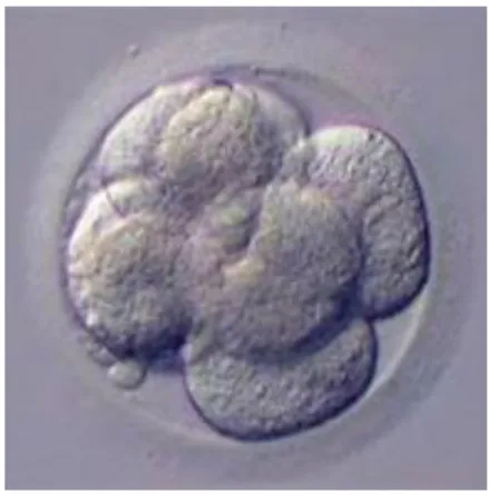 Figure 5 : Embryon à huit blastomères[13]   