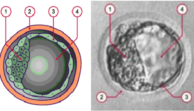 Figure 7 : schéma et photographie d'un blastocyste au cinquième jour [13] 