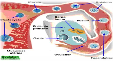 Figure 8 : les différentes phases de développement du zygote, de la fécondation à  l'implantation[15]  