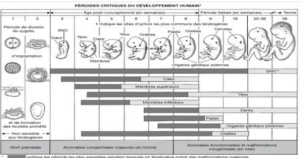 Figure 9 : Les périodes critiques du développement humain[15] 