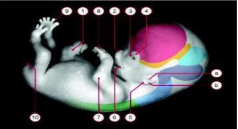 Figure 10 : foetus âge de 8 semaines, d’après le Pr. Kohei S.[16] 