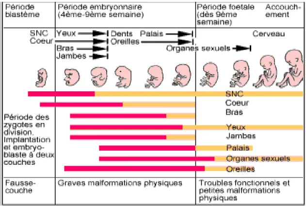 Figure 13 : Les atteintes possibles durant les périodes embryonnaires[18] 