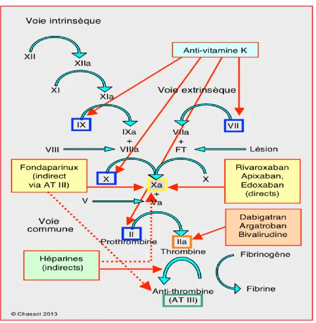 Figure 4 : Points d'impact des différents anticoagulants sur la cascade de la coagulation