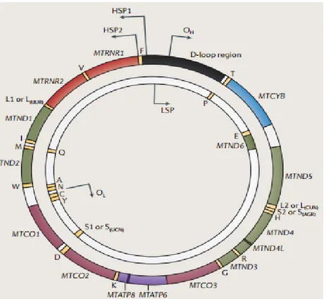 Figure 5: Le génome mitochondrial humain (Stewart et Chinnery, 2015)                                                                       Le génome ADN mitochondrial humain (ADNmt) comprend 16,569 paires de bases, qui forment un (L) brin «léger» 