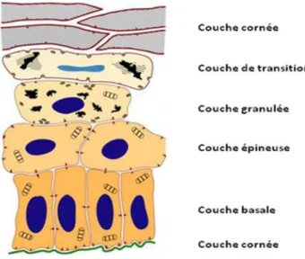 Figure 1: La différentiation de l’épiderme [13]