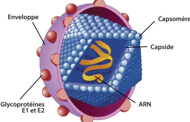 Figure 6 : structure de virus de l’hépatite C [19]