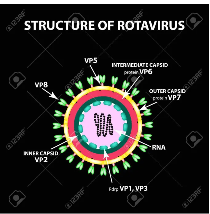 Figure 14 :structure du rotavirus[59] 