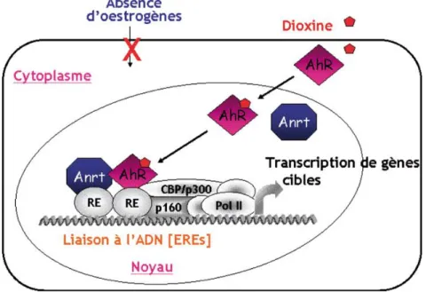 Figure 9:Activation illégitime de la voie de signalisation du ER (récepteur des oestrogènes) par le  récepteur de la dioxine activé AhR