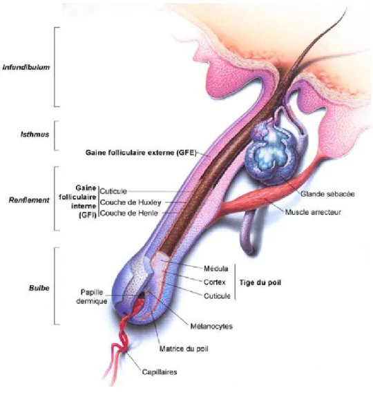 Figure 2. Structure des poils