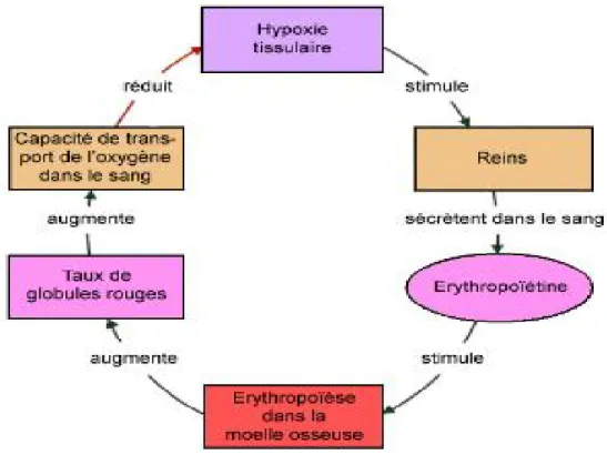 Figure 3 : Schéma explicatif de la synthèse de l’EPO [18] 