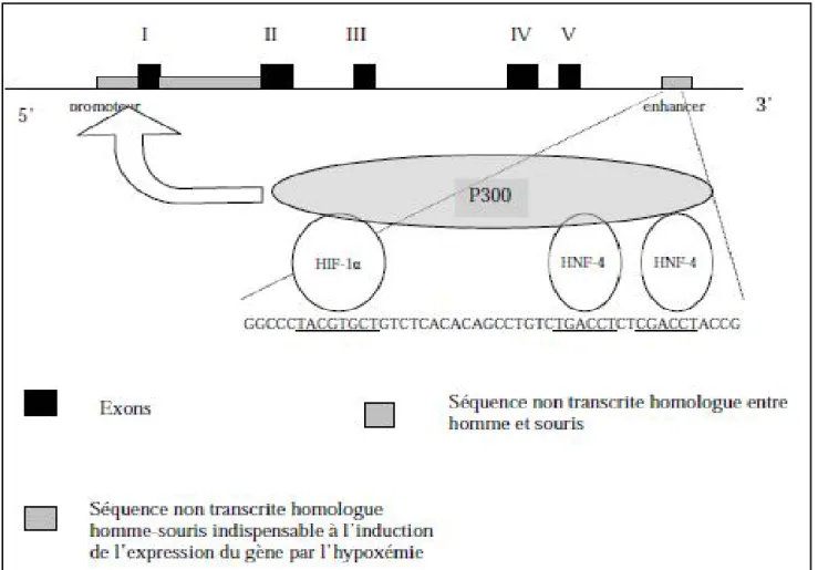 Figure 4 : Structure du gène de l’EPO humaine. 