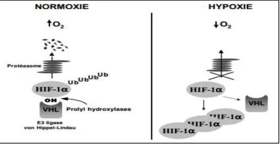 Figure 6 : HIF-1α en situation de normoxie et hypoxie [31]. 