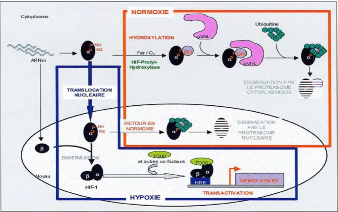 Figure 7 : Régulation de l’activité de la protéine HIF-1α par la concentration   intracellulaire en oxygène [33]