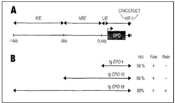 Figure 8 : Régulation du gène de l'EPO [37]. 