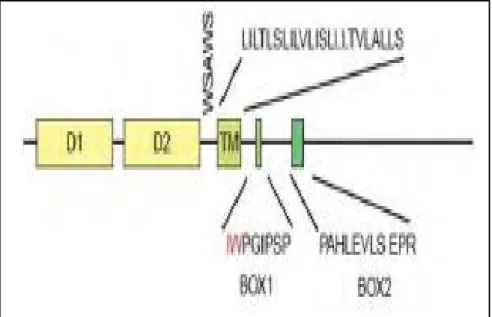 Figure 9 : Domaines structurels du récepteur de l’EPO [40] 