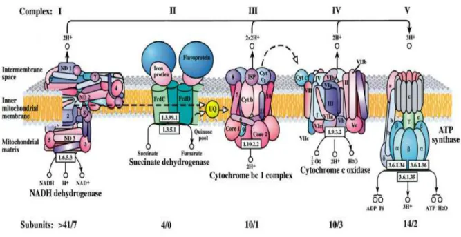 Figure 5 : la chaîne respiratoire mitochondriale d’après Mandavilli et al   [ [ [ [71 71 71 71] ] ]