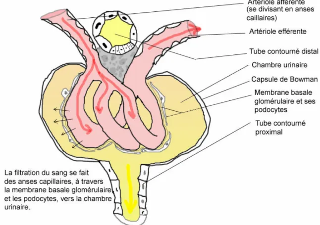 Figure 1 : Le glomérule du néphron [79] 