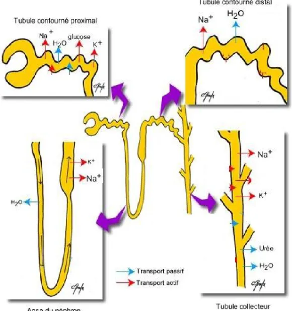 Figure 3 : Mouvements hydro-électrolytiques trans-tubulaires. [81] 