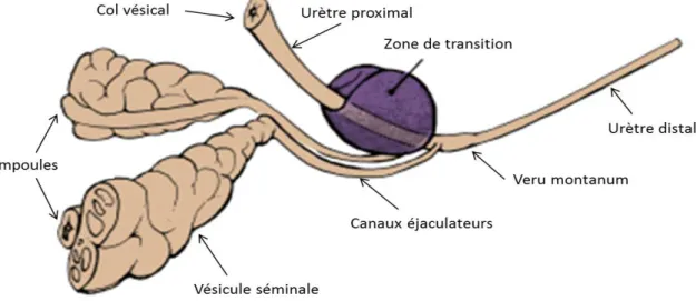 Figure 2. Zone de transition selon la classification de MC Neal [1] (MC Neal JE. The zonal  anatomy of the prostate