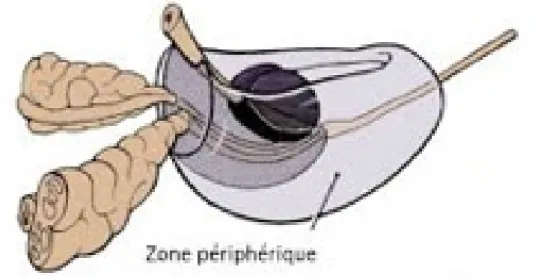 Figure 4. Zone périphérique selon la classification de McNeal [1] (McNeal JE. The zonal  anatomy of the prostate
