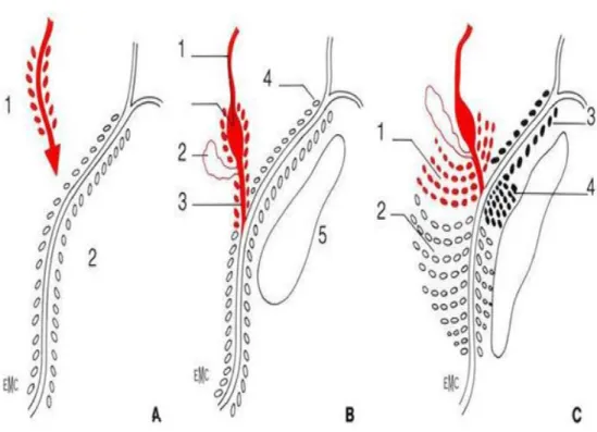 Figure 12. Embryologie de la prostate. [8] 