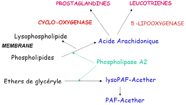 Figure  1:  synthèse  des  dérivés  lipidiques  à  partir  des  phospholipides  membranaires [a]