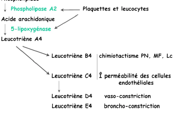 Figure 3: synthèse des leucotriènes et leurs effets [a]. 