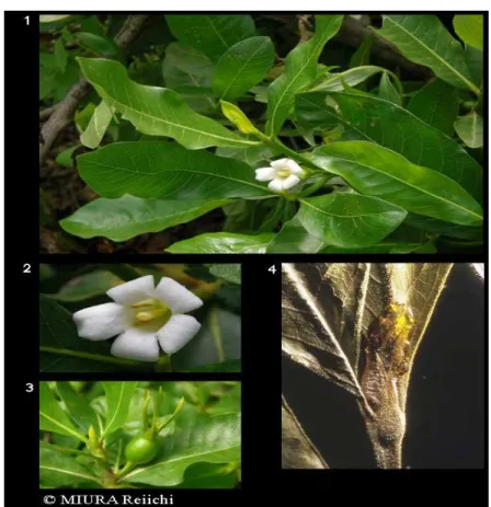Figure 5: photo de Gardenia sokotensis Hutch [c] 