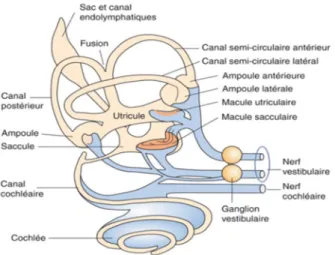 Figure 2 : Les canaux semi-circulaires [3] 