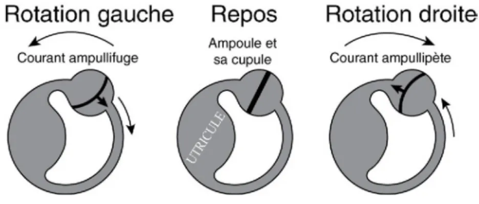 Figure 4 : Capteurs de la rotation de la tête [3] 