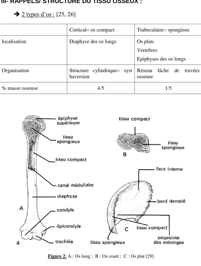 Figure 2: A : Os long ;  B : Os court ;  C : Os plat [29] 