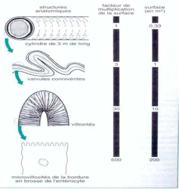 Figure 1 : Structures anatomiques responsables d’un accroissement de la surface réelle  d’absorption de la muqueuse intestinale [4] 