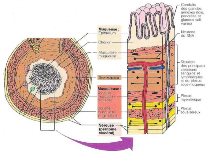 Figure 2 : Les 4 tuniques du tube digestif [5] 