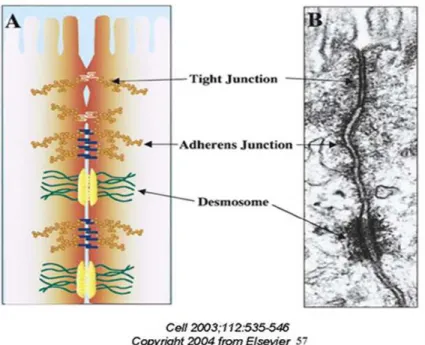 Figure 4 : classification des jonctions cellulaires [7] 