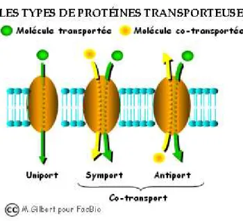 Figure 5 : Les quartes types de transports membranaires [8] 