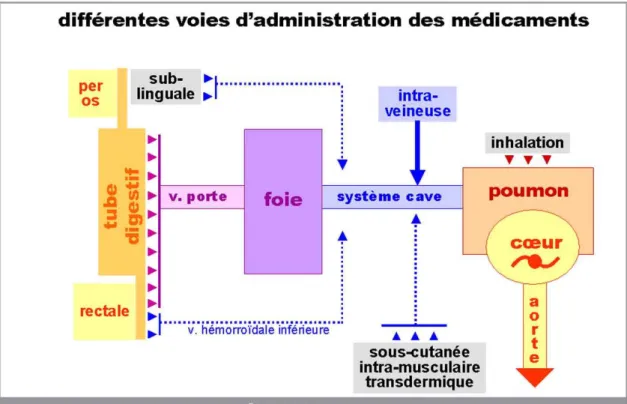 Figure  6 : Différentes voies d'administration des médicaments [10] 