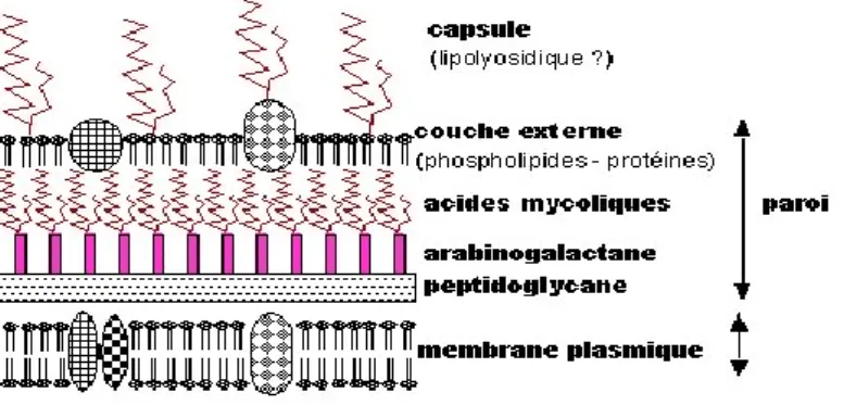 Figure 1 : structure de la paroi des mycobactéries 