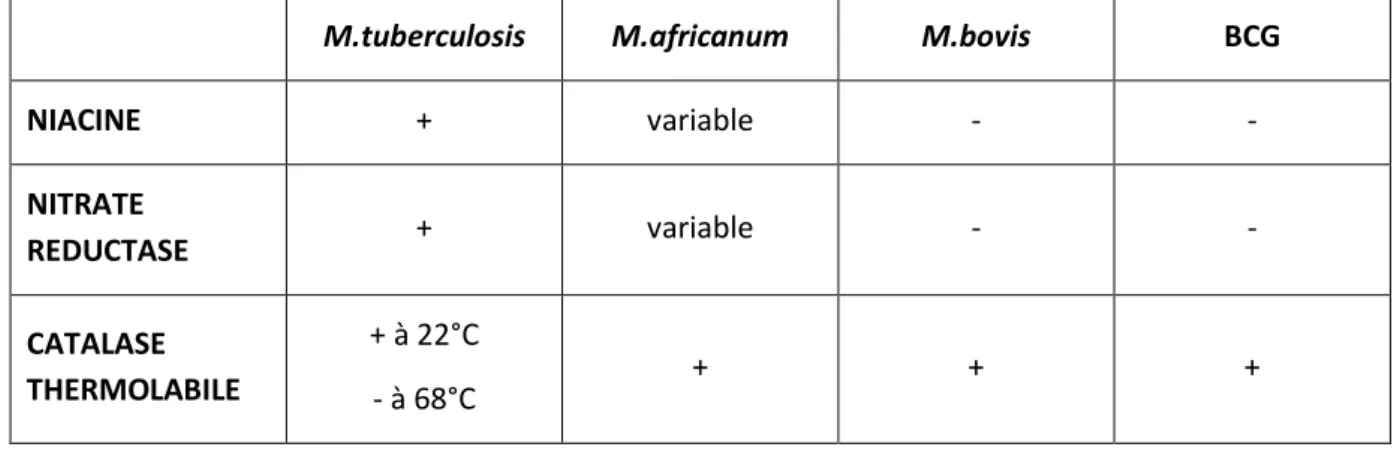 Tableau 2 : Caractères biochimiques de certaines mycobactéries du complexe tuberculosis (5, 13) 