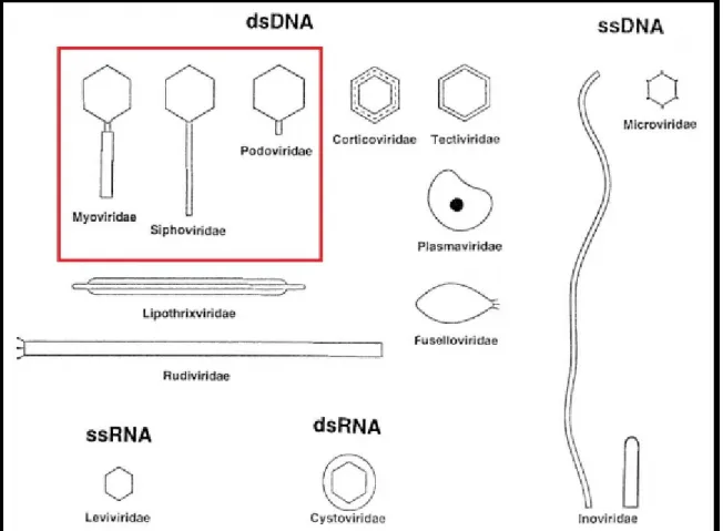Figure 17 : Structure des principales familles de phages[40] 