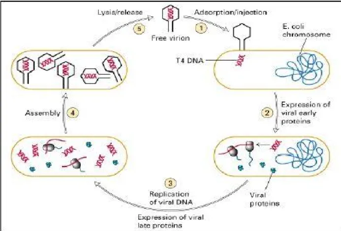 Figure 19 : Schéma du cycle lytique du phage T4 