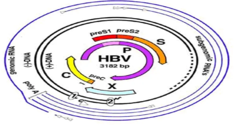 Figure 2 : Structure et expression du génome du VHB  15