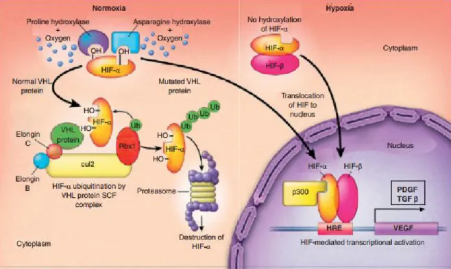 Figure 4 : Le rôle du gène VHL dans la réponse tissulaire en présence d’oxygène, en hypoxie et  en cas de mutation du VHL, VHL : Von Hippel Lindau, HRE : hypoxia response elements, 
