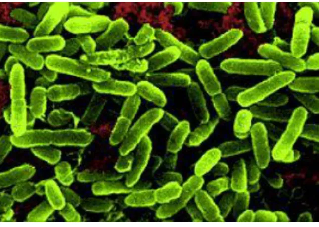 Figure 1 : Pseudomonas aeruginosa vue au microscope électronique [2] 