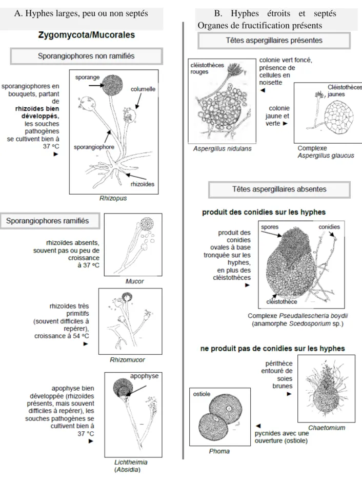 Figure 2 : clé d’identification des champignons filamenteux 