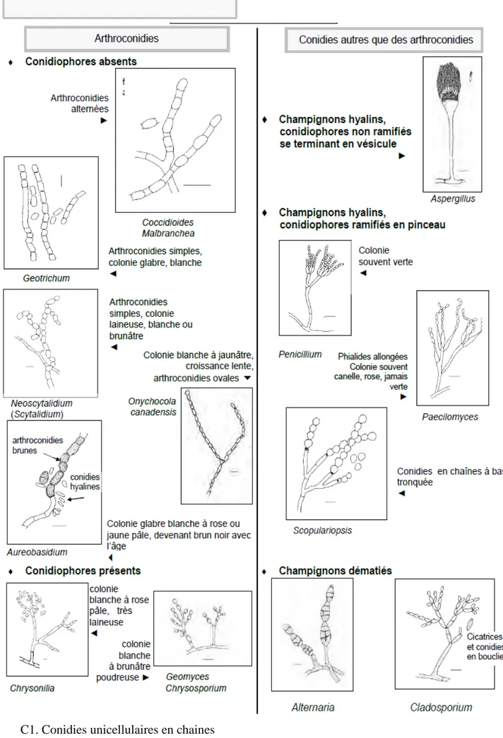 Figure 3 : clé d’identification des champignons filamenteux (suite) 