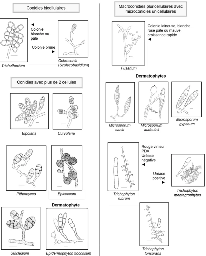 Figure 5 : clé d’identification des champignons filamenteux (suite) 