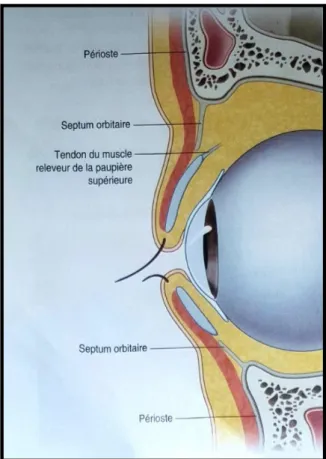 Figure 9 : les rapports de la base orbitaire (1) 