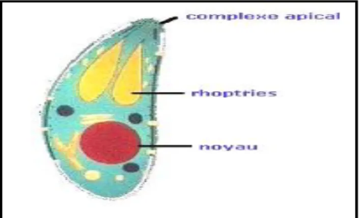 Fig. n°2 : la forme végétative du Toxoplasma Gondii: tachyzoïte  2.  Les bradyzoïtes : 