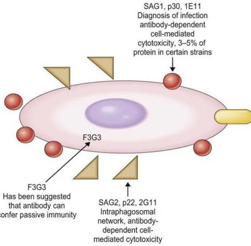 Figure  n°8.  Schéma  montrant  les  zones  anatomiques  à  partir  desquelles  des  antigènes  purifiés Toxoplasma ont été isolés 